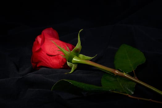 Red rose flower under spot light on dark background