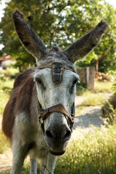 Portrait of an old working donkey