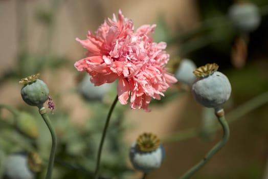 Blossom and poppy-seed of opium poppy flower