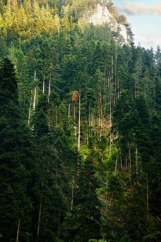 Pine forest at sunset light