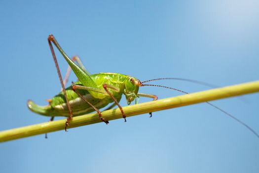 Green grasshopper on a stalk of grass