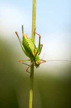 Grasshopper going down on a stalk of grass