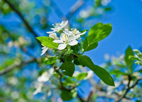 blossoming cherry branch, on blue sky background