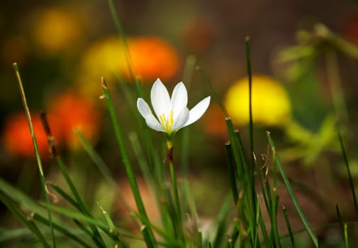 White autumn flower