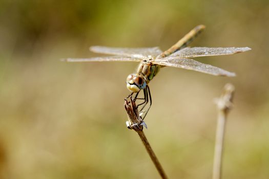 Large brown dragonfly posed on a dry grass