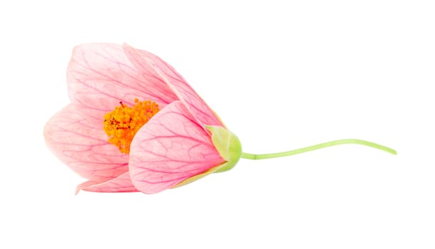 close-up pink flower, isolated on white