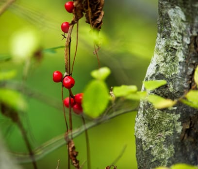 Red forest autumn fruits