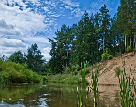 small river in forest, summer landscape