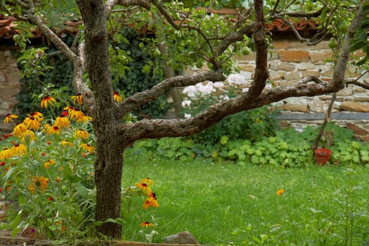 Summer garden with green grass, a tree and flowers