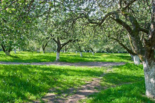 blossoming apple orchard in spring