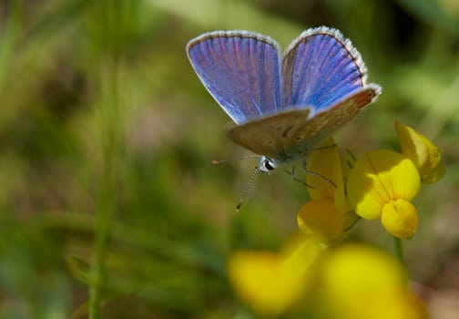 Close-up of a blue butterfly on a yellow flower