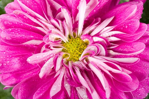 wet pink chrysanthemum flower, macro