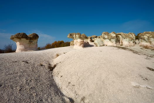 White rocky mushrooms in Bulgaria, Eastern Rhodope mountains