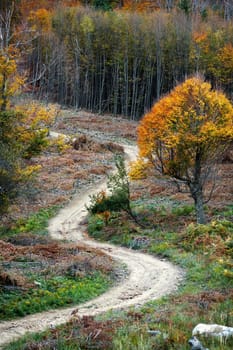 Trail in an autumn mountain forest