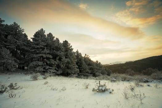 Sunset mountain landscape with pine forest and snow