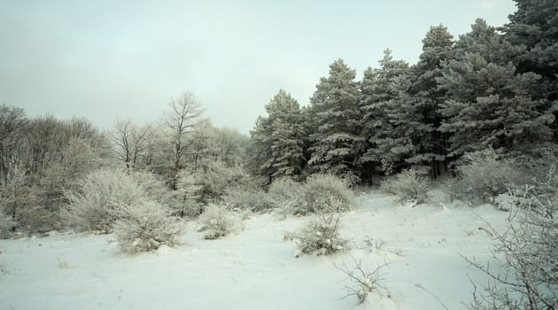 Frosen forest with snow at evening time