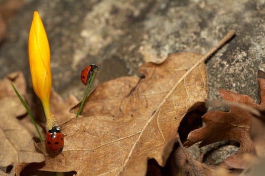 Two lady-birds on a spring vegetation and a crocus