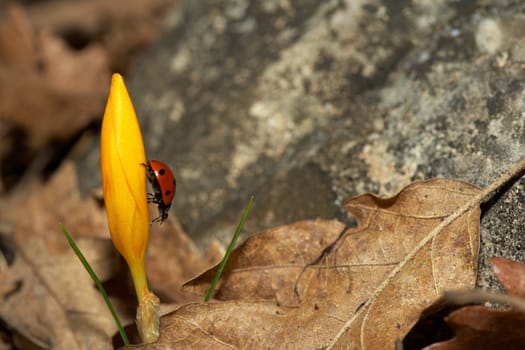 Lady-bird on a yellow spring crocus