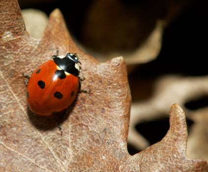 Close-up of a red lady-bird on a autumn leaf