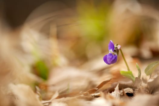 Close up of spring violet flower