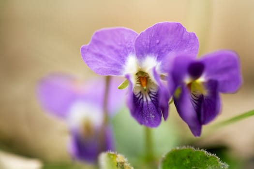 Close up of spring violet flowers