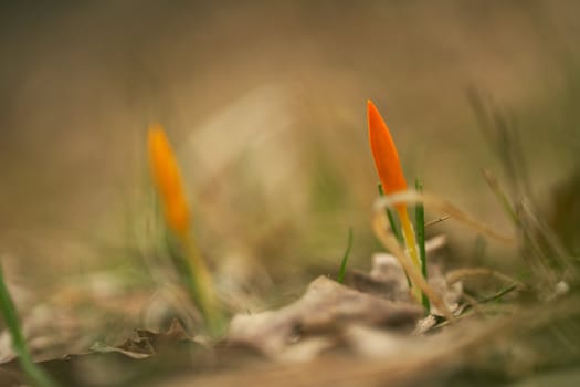 Two spring crocuses