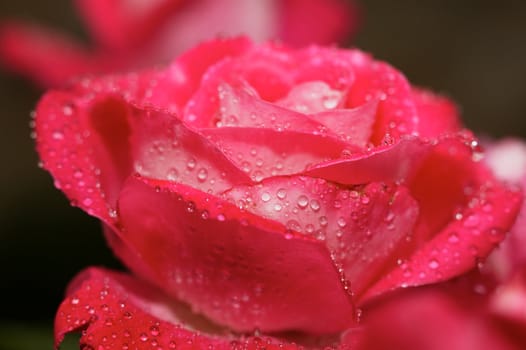 Rose blossom with water drops