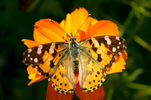 Big butterfly on an orange summer flower