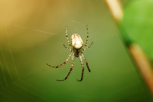 Spyder on a net