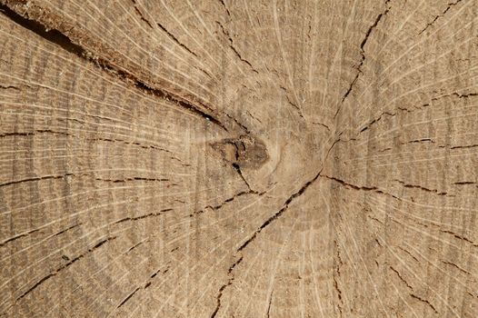 Wood kernel background