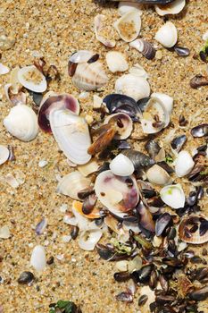 Shells on the beach sand