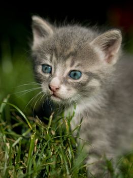 Cute little grey cat with blue eyes