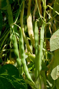 Bunch of french green beans