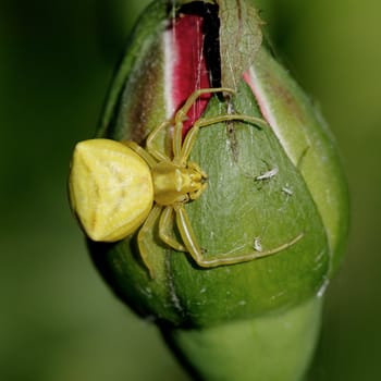 Yellow spider on a rose bud