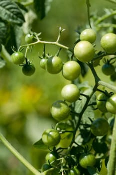 Bunch of green cherry-tomatoes