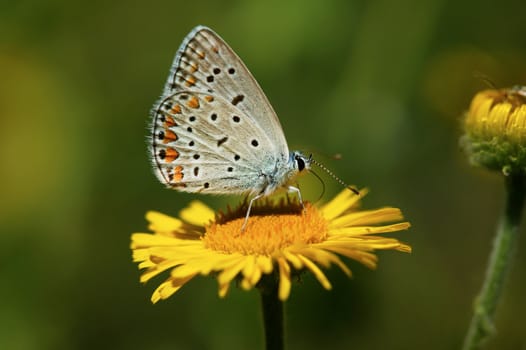 Beautiful butterfly on a yellow flower