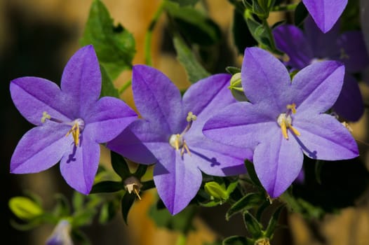 Three blossoms of a blue flower