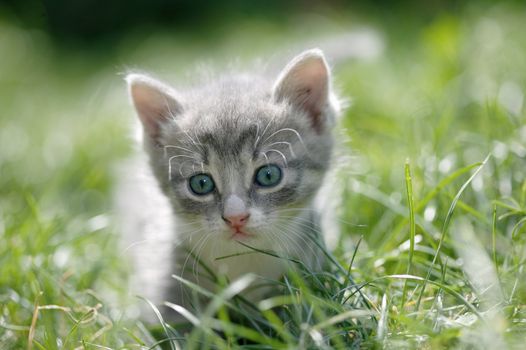 Portrait of a cute little cat with blue eyes in a green grass