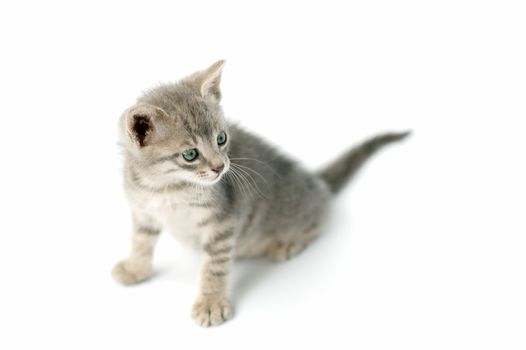 Cute little kitten isolated on a white background