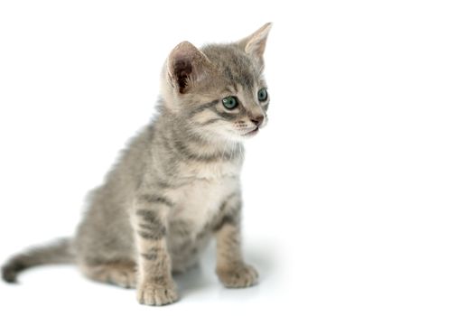 Cute curious little pussy isolated on a white background