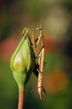 Brown mantis on a rose bud