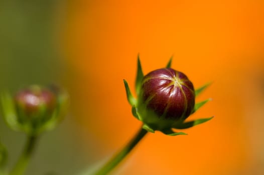 Beautifyl flower bud on a orange background