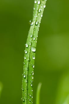 Water drops on a green grass