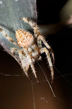 Big Spyder close-up