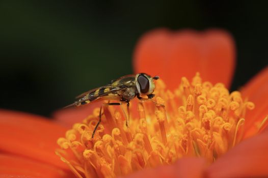 Close-up of a fly on a Gerbera flower