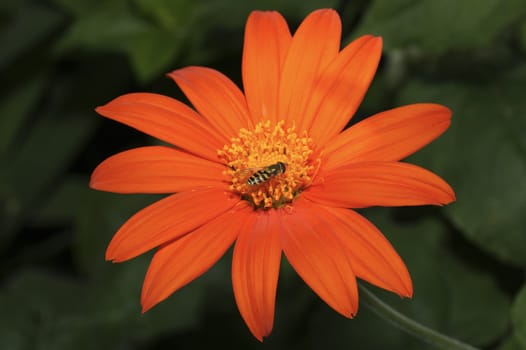 Gerbera flower with a fly