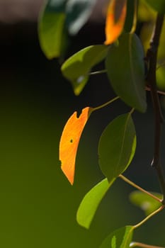 Autumn leafs of a pear tree on a blurred green backround