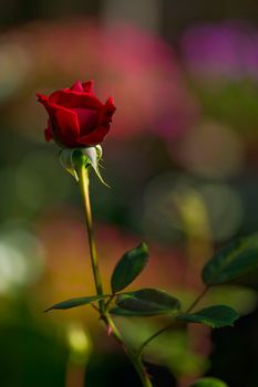 Red rose on a colorful background