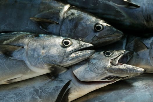 Fish from the Black sea - belted bonito (Palamis sarda)