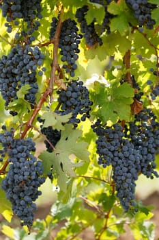 Black grapes on the grape-vine